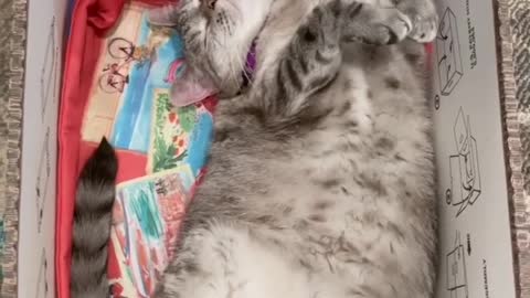TIPS FOR CARING FOR SENIOR CAT