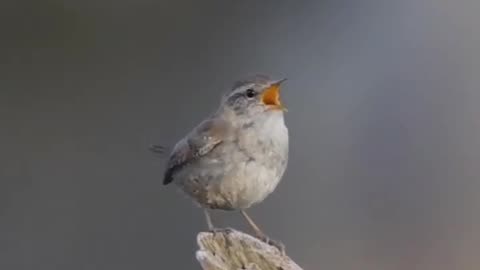 The most beautiful voice The sound of singing the nightingale's drunken song