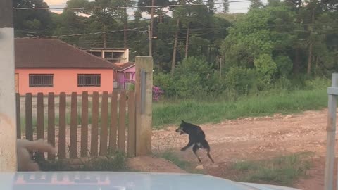 Dogs Spin When They See Car Leaving