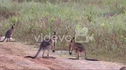 Kangaroo fight