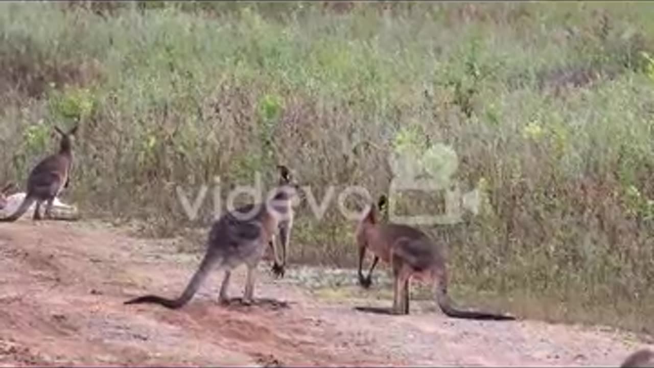 Kangaroo fight