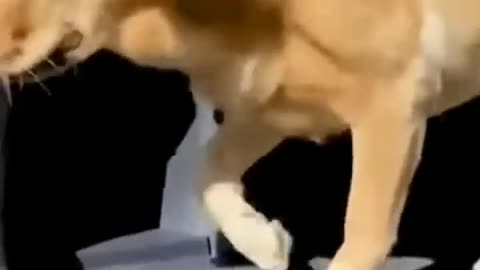 funny animal videos