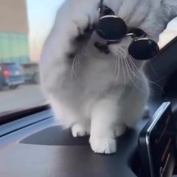 Smart cat 😻 with sunglasses more handsome 😍 Joy Funny Factory
