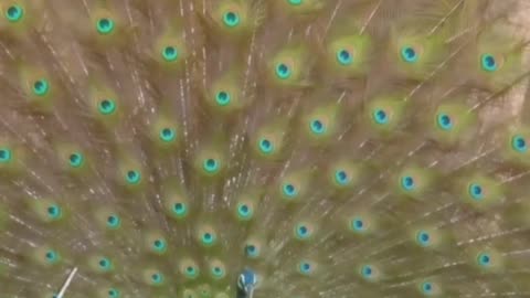 Beautiful peacock shortvideo