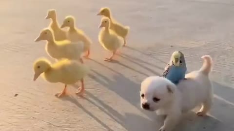 Cute Puppy #4