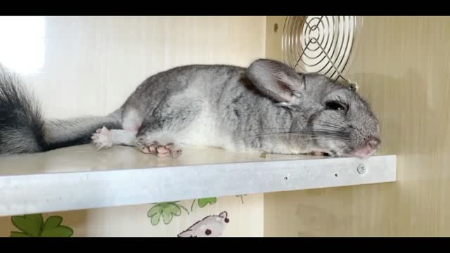 Chinchillas are very comfortable