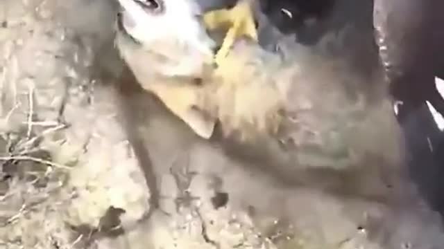 Eagle vs Wolf