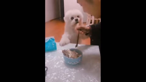 Puppy Skills