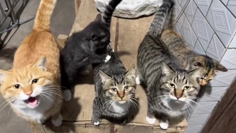 Cats funny video