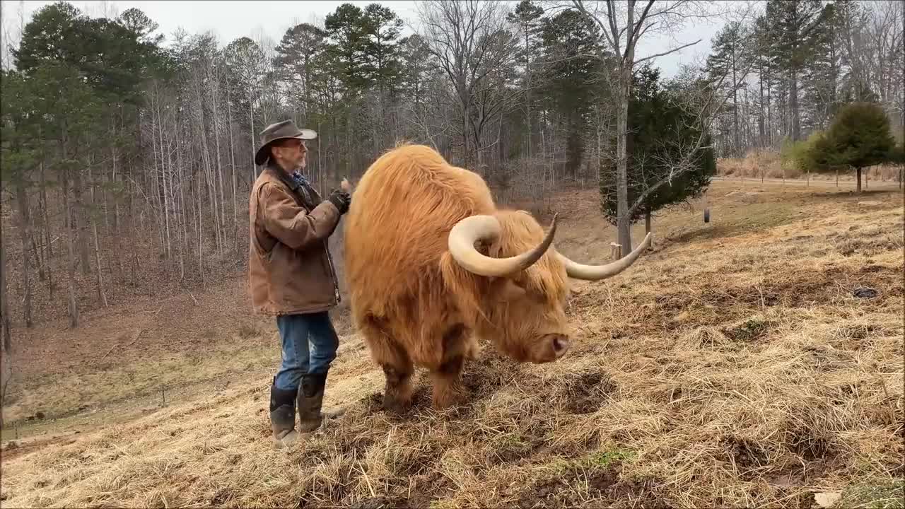 Do Highland cows make good pets