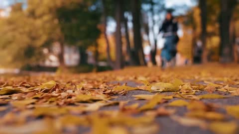 Enchanting Autumn Forests with Beautiful Piano Music