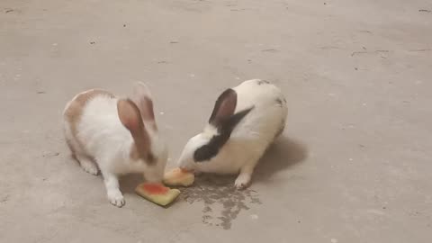 Eating watermelon bunny