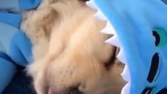 CUTENESS OVERLOAD- PUPPY DRESSED AS A SHARK SLEEPING