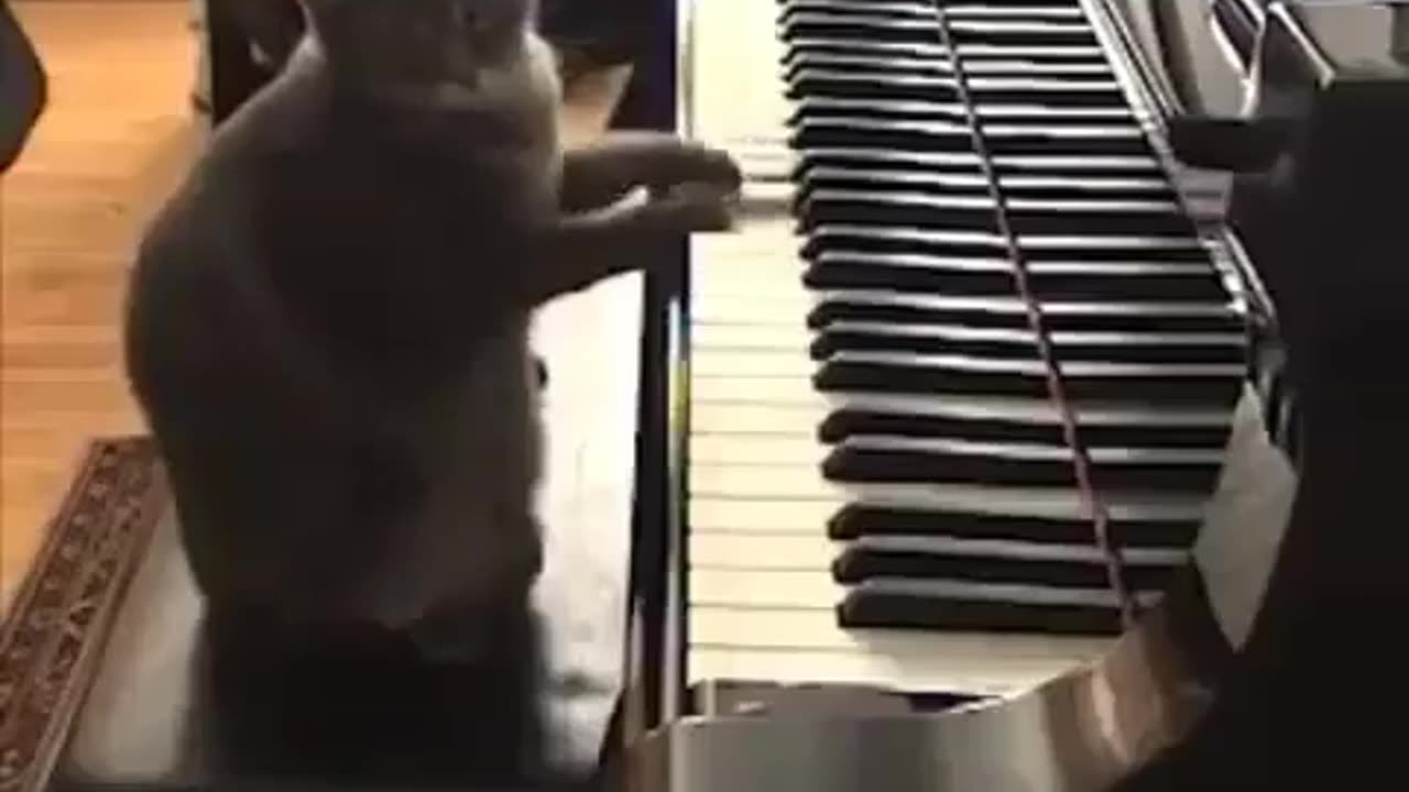 Dog playing a piano