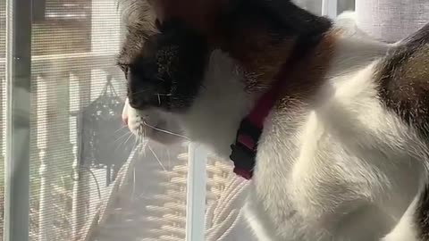 Funny Cat Videos