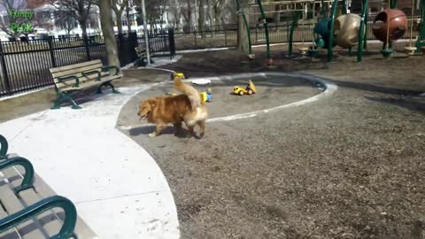 Funny Dogs on Slides Compilation