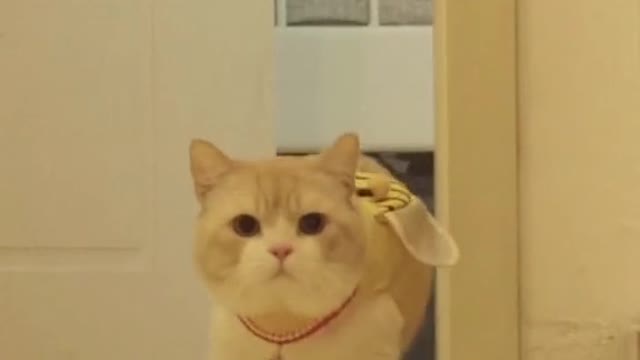 The moment the cat came out of the room, it was so cute