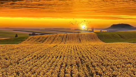 Morning sunset