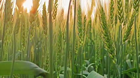 Farming 🌽 #reels#instagram #viral #trending