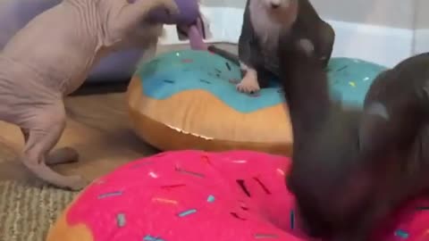 Funny animal videos|Cute animal videos |Funny dog&cat videos|Hilarious pet videos|Funny video