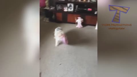 ANIMAL REACTIONS to CHRISTMAS GIFTS are even FUNNIER THAN KID REACTIONS - Funny compilation
