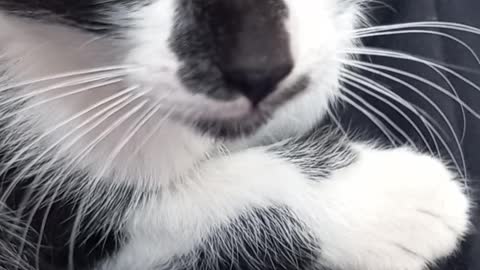 Sleepy fluffy cat