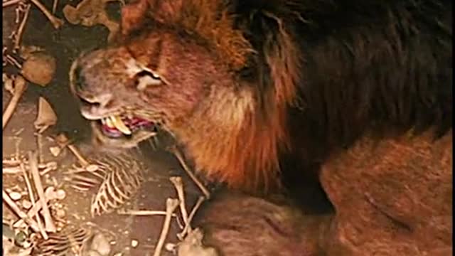 There are always people asking who is the strongest tiger and lion