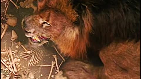 There are always people asking who is the strongest tiger and lion