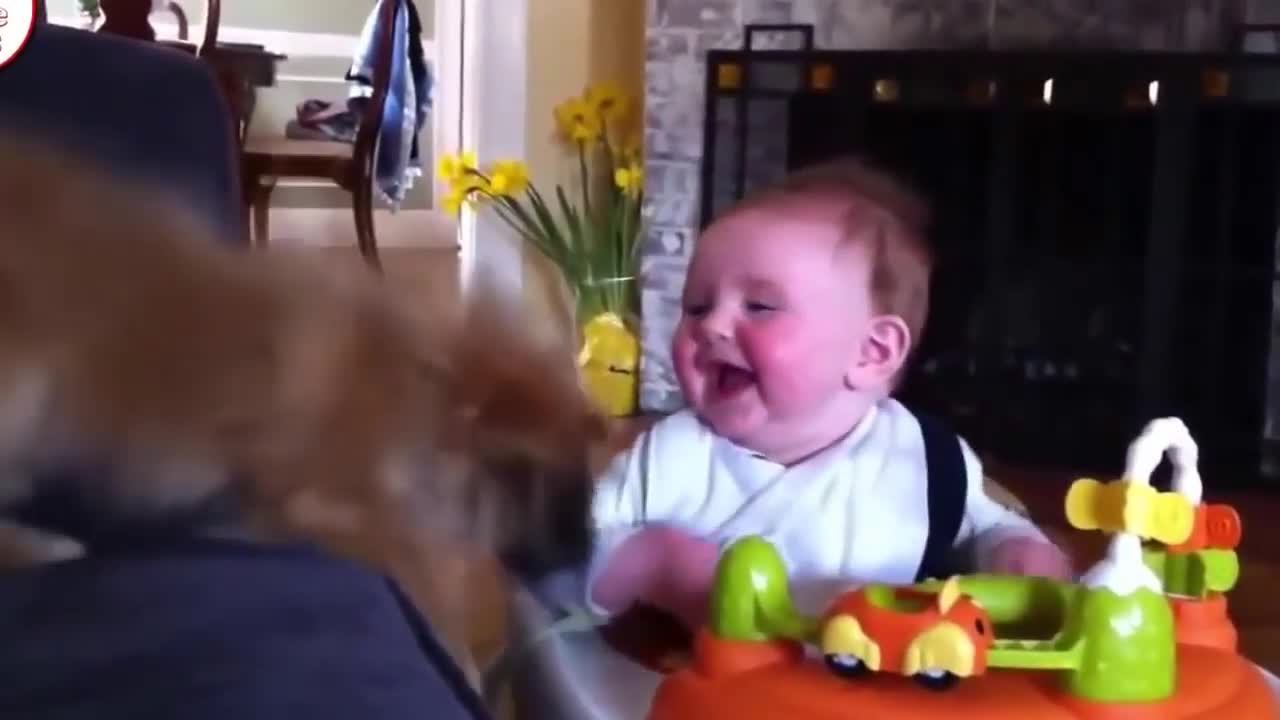 Cute dogs cuddling and playing with babies