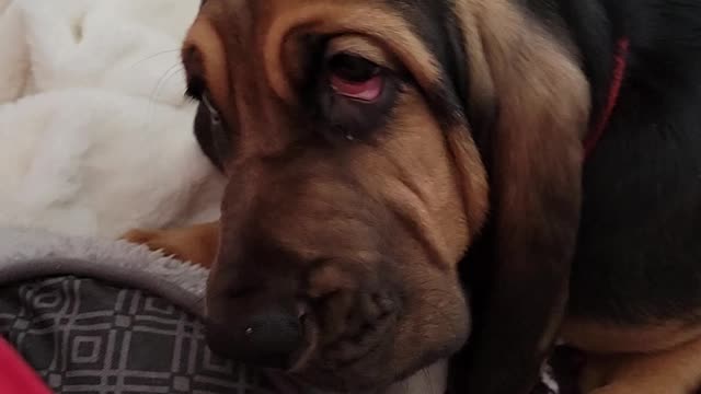 Cute little bloodhound puppy