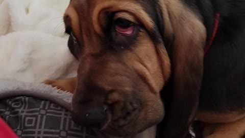 Cute little bloodhound puppy