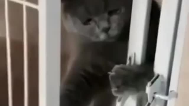 Funniest cat video 2021 ➤ Never trust cats ➤➤ 😂😹One of the cutest cats ever➤➤➤😂😹It is funny