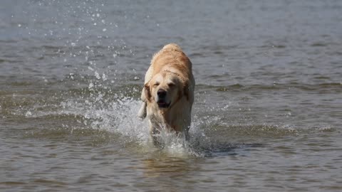 Beautiful Dog enjoying to run in water