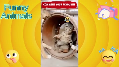 Funny Animals Caught on Camera Try Not to Laugh Challenge Funny Meme Cats and Dogs Cute Fails