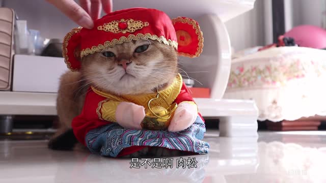 The cat held Jin Yuanbao until grandpa grabbed it!