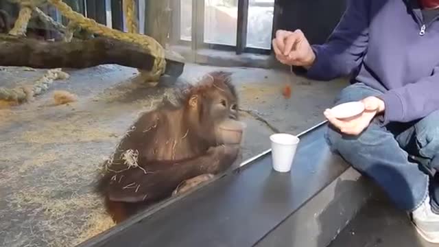 Monkey watching tricks