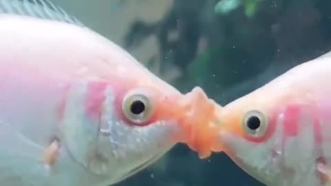 Kissing Fish