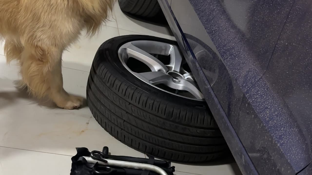 Dog Helps With Car Repairs