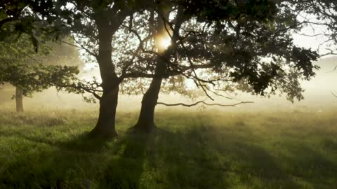 le monde des forets