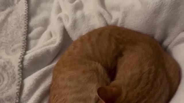 Cute Cats Sleeping #38