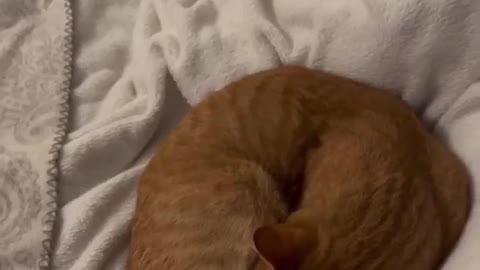 Cute Cats Sleeping #38