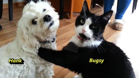 Funny cat & dog play fight turns into a cuddle! Very touching