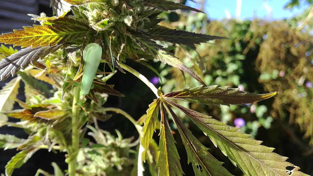 Praying Mantis High on Cannibas.