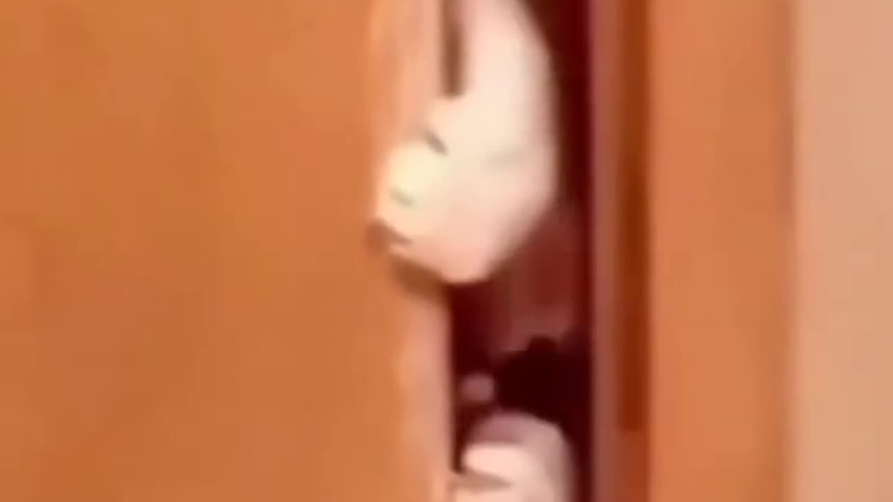 funny animals video