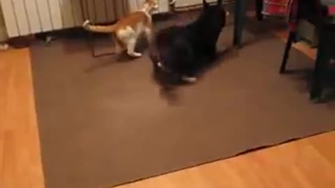 Shiba Inu and Cat