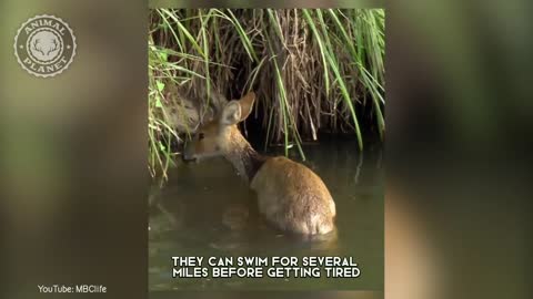 Chinese Water Deer - In 1 Minute! ?? One Of The Cutest And Exotic Animals In The World