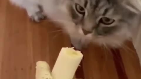 Funny cats videos ever 2023🐱 part 1