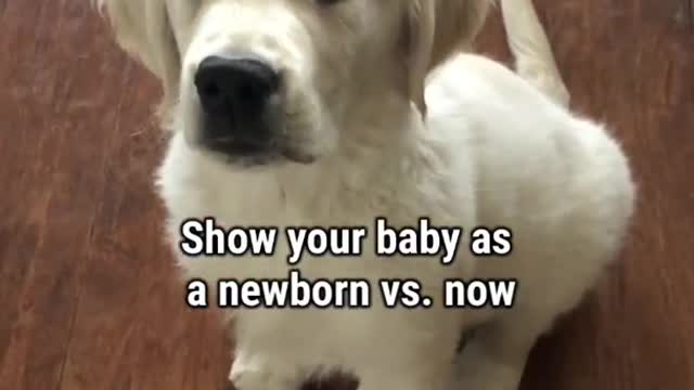 Golden retriever grows up in 9secs