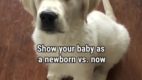 Golden retriever grows up in 9secs