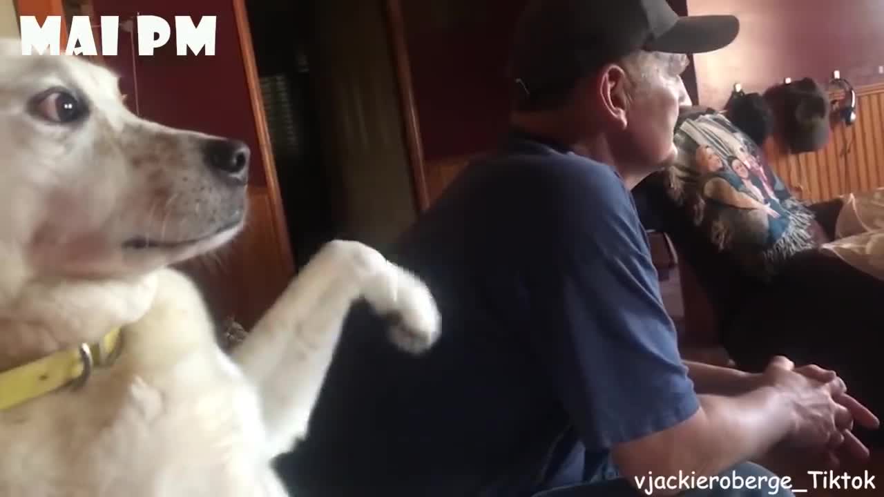 Sweety Dogs, Sweetie Friends - Funny and Cute moments Dog and Owner together.!